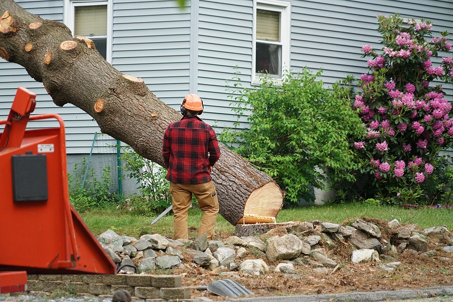 BigStock Tree Removal