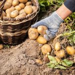 The Importance Of Fresh Ingredients In Cooking 2 The Importance Of Fresh Ingredients In Cooking