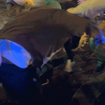 Spring Breakers Filmed Assaulting Man in Fort Lauderdale 2 Spring Breakers Filmed Assaulting Man in Fort Lauderdale